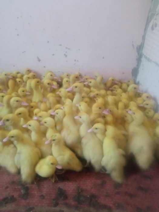 Продам (мускусные утята) Немецкая линия