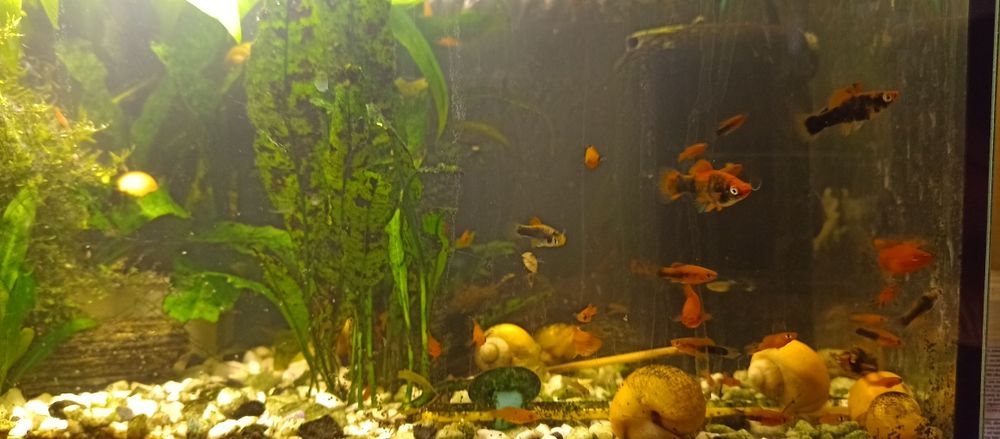 Młode mieczyki 1/3cm