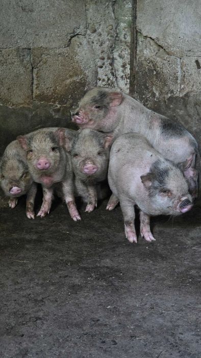 Leitões bebés para venda