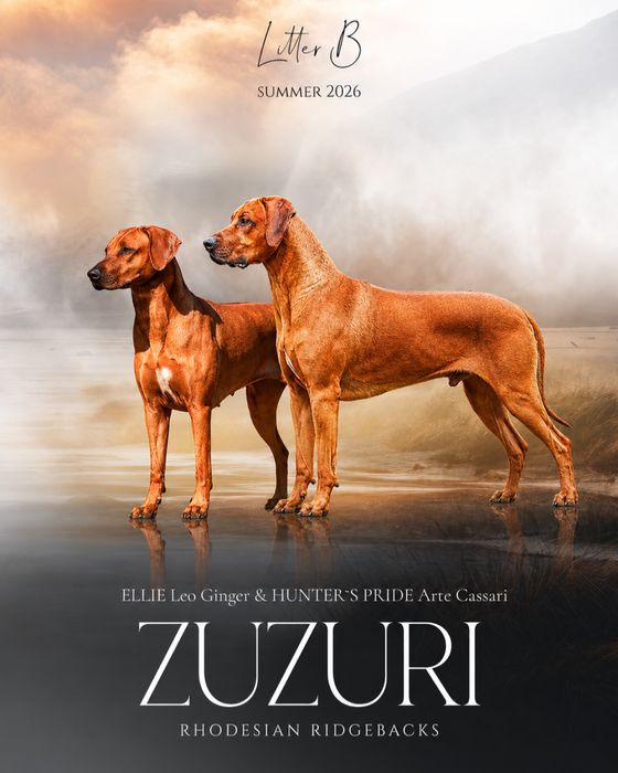 Rhodesian ridgeback -suczka standardowa
