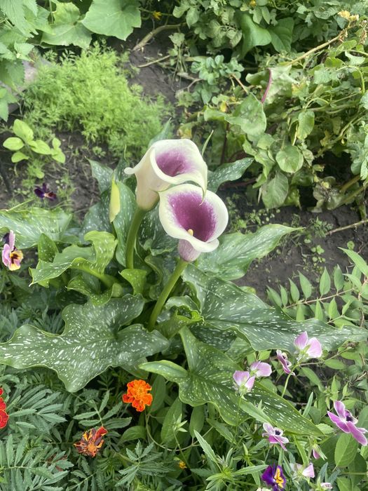 Калла багаторічна рослина