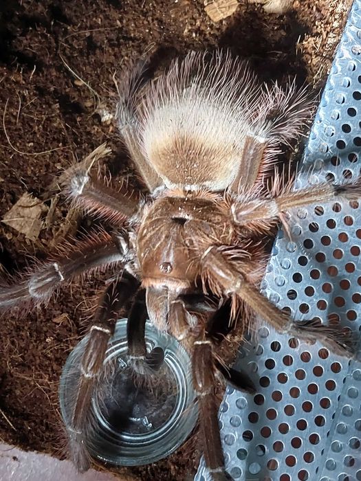 Ptasznik Pająk Theraphosa apophysis samica z terraraium