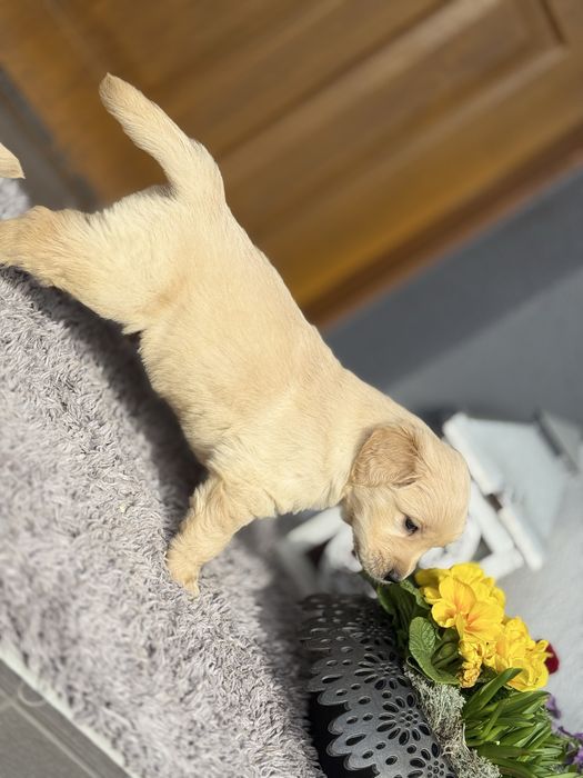 Golden Retriever ~ gotowe do rezerwacji ~