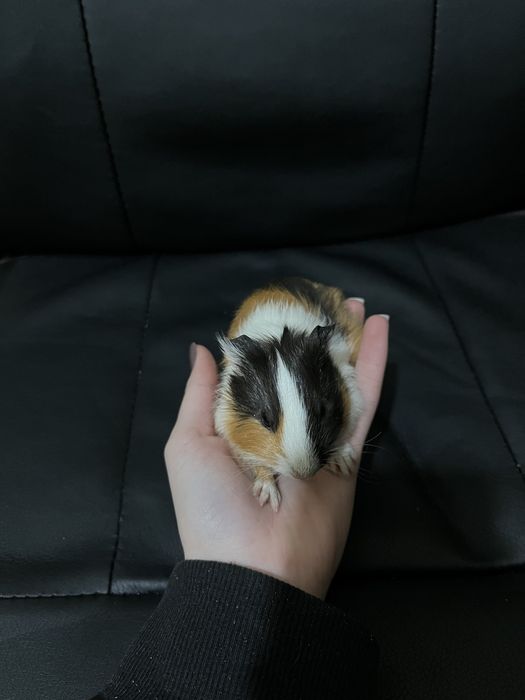 морские свинки морські свинки