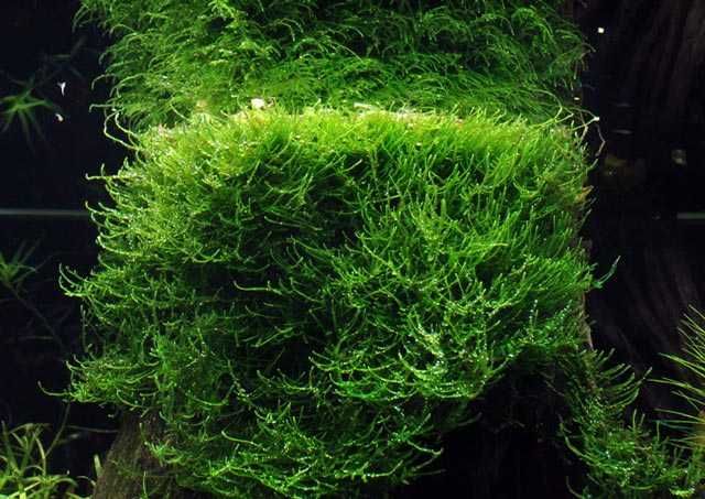 Mecha akwarystyczny, duża porcja - zamienię