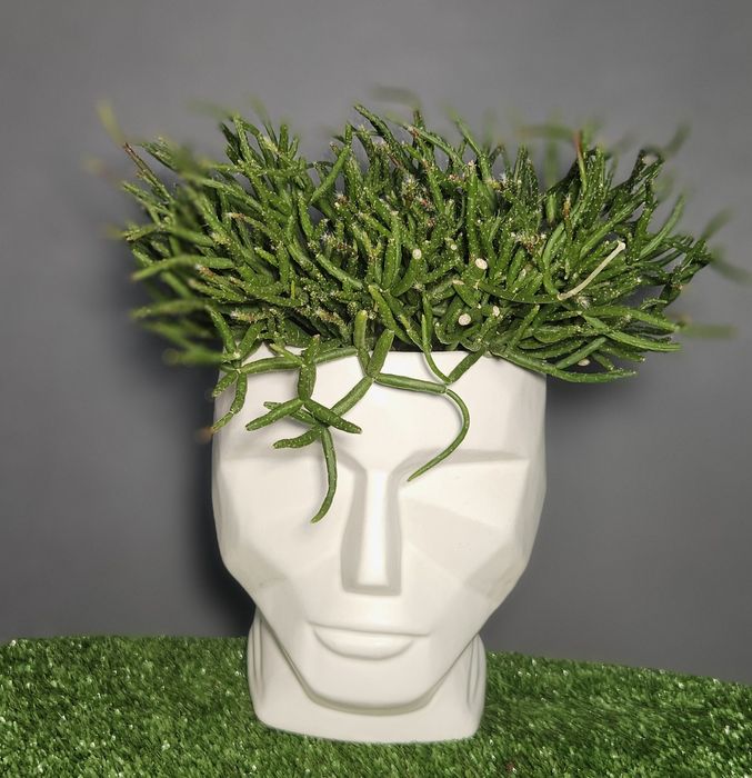 Продам цикас,драцены ,рипсалис,сансевиерию ,асплениум,фикус,замиокульк