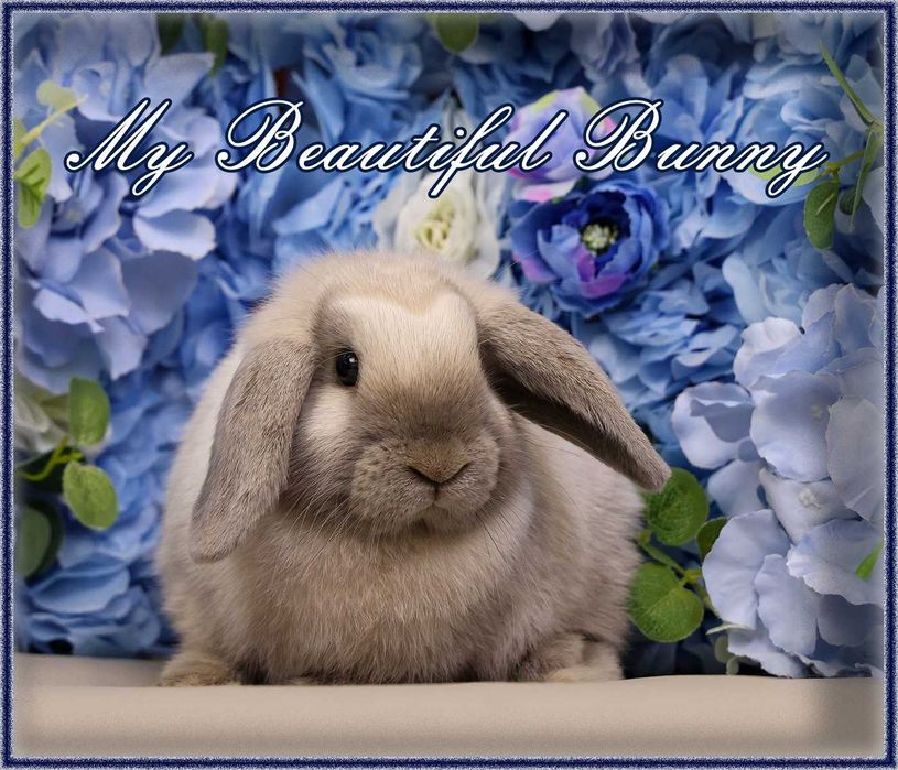 Młody Królik Mini Lop - Sallander