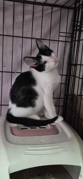 Gata bebé para adoção consciente
