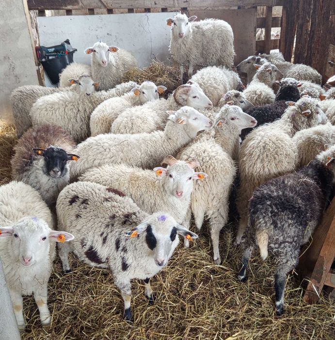 Owca wrzosowka dorosle i mlode