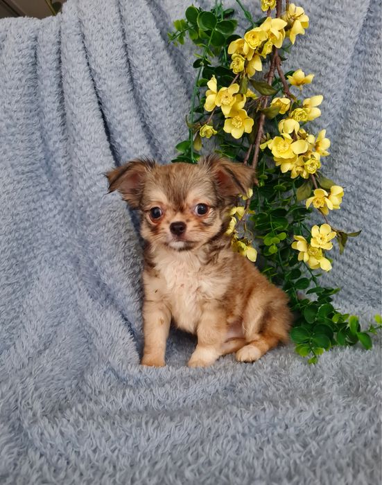 Excecional super mini pelo longo Chihuahua/Chiuaua de Qualidade