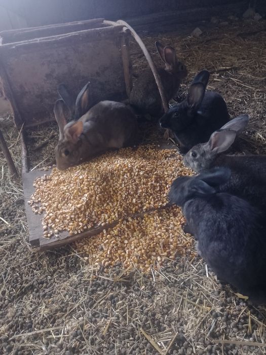 Продам кроликів молодняк
