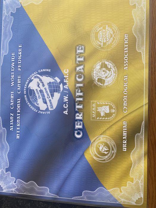 Шикарный кобель для вязки.