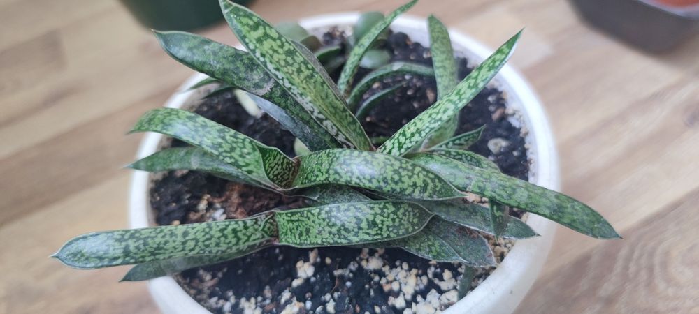 гастерія сукулент  вазон