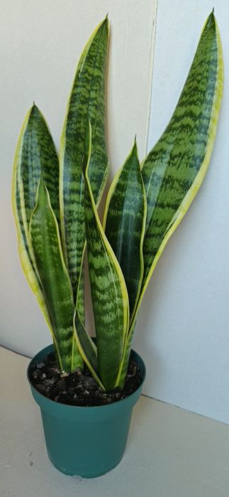 Planta Espada de São Jorge Vaso 13 cm