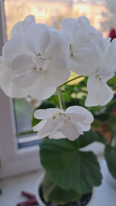 Вазони  для дому