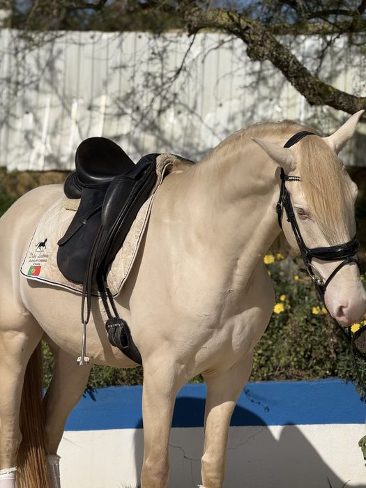 Cavalo Isabel olhos azuis  Lusitano Puro