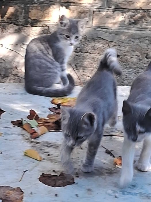 Кошенята безкоштовно