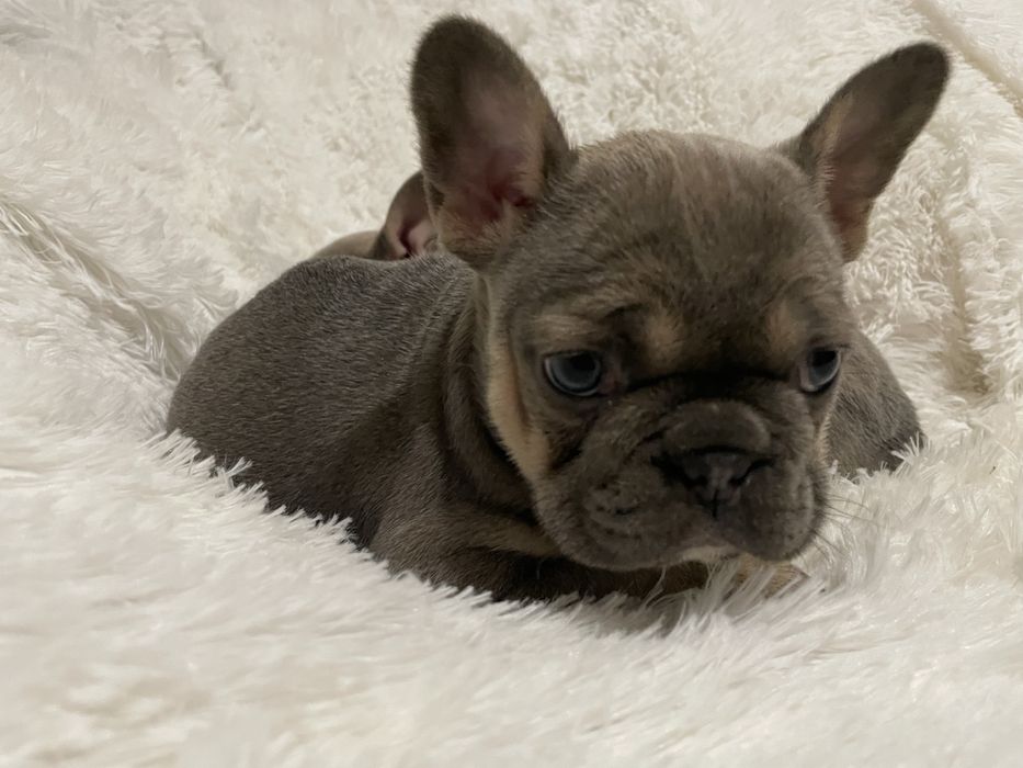 Buldog francuski suczka