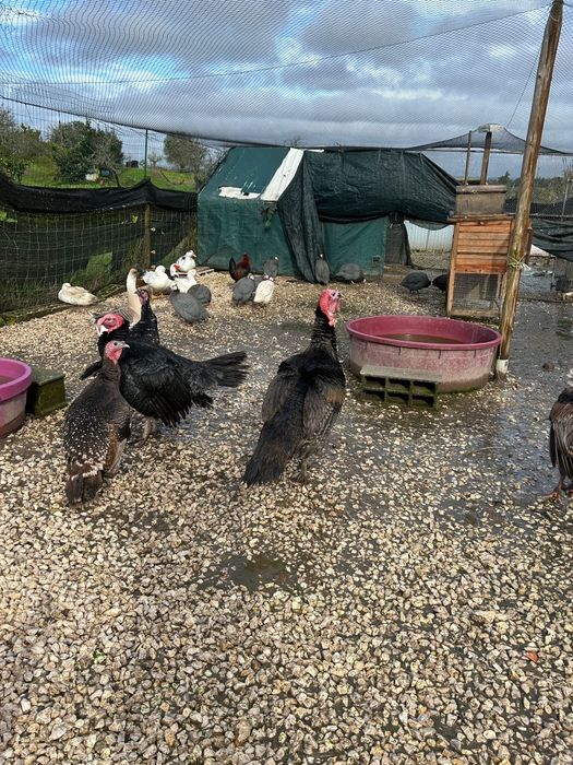 Perus  Machos Adultos