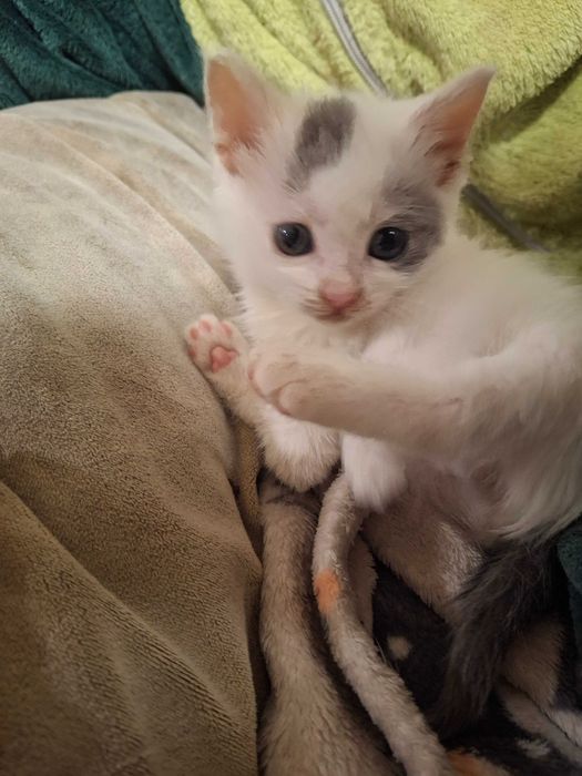 Кошеня, котик, кішечка Первомайськ Миколаївська обл.