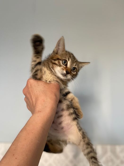 Котята котики отдам котенок мальчик