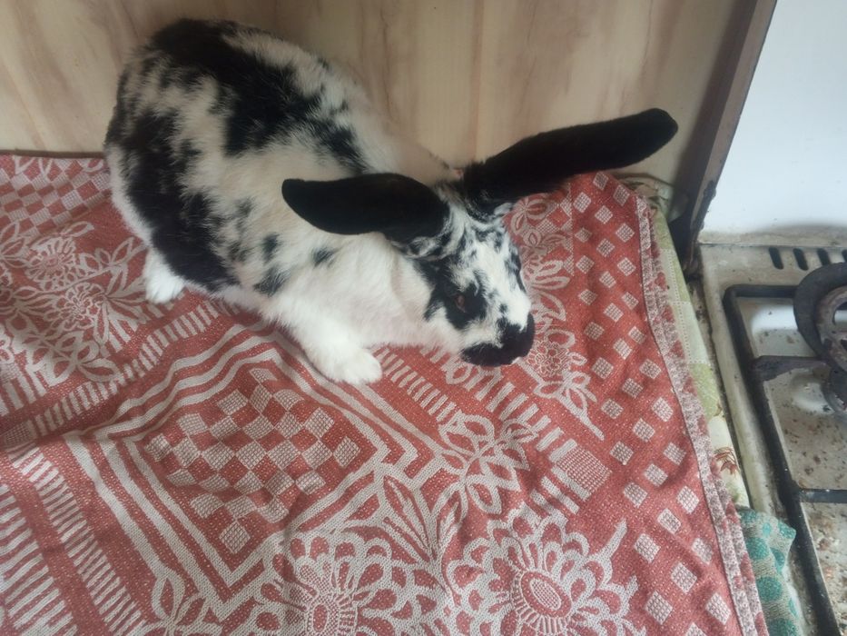 Продам кроликов на племя