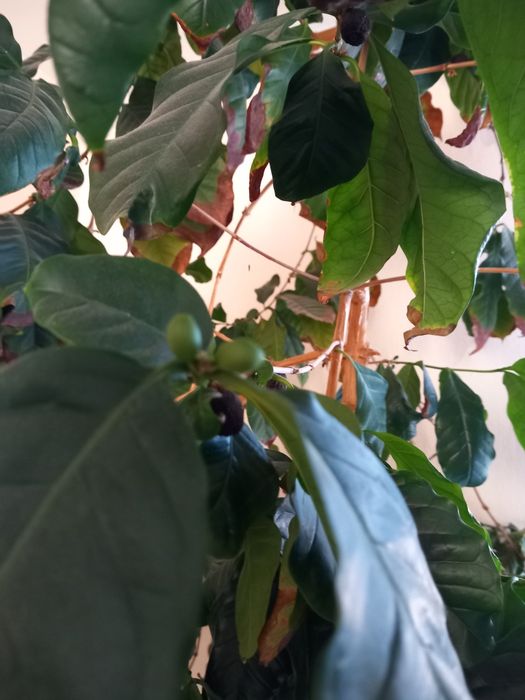 Кавове дерево гарно плодоносить