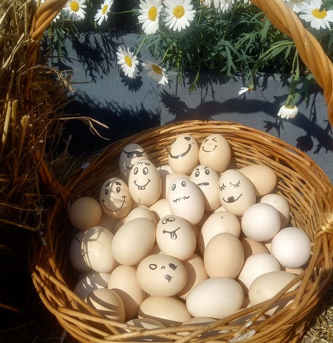 Świeże jajka na sprzedaż