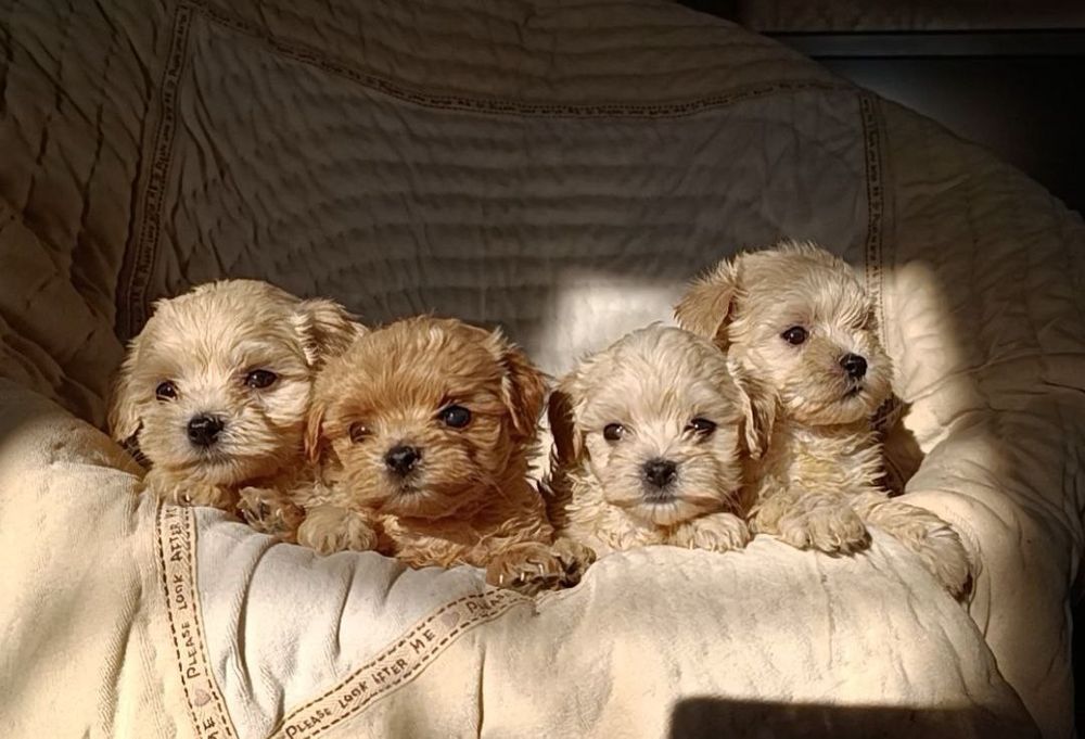 Мальтипу мини девочки и мальчики F1