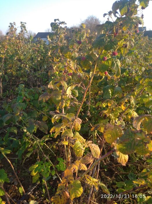 Саджанці малини Еріка