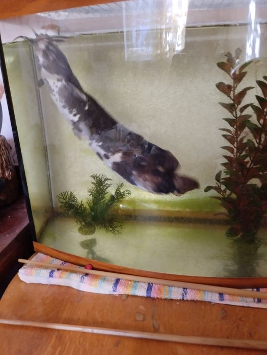 Акваріумний сомік