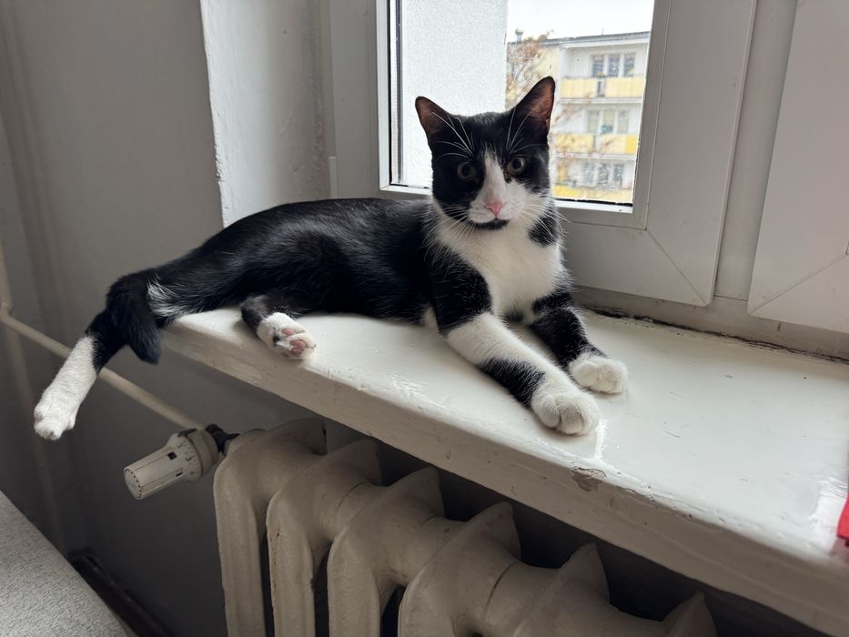 Bolus - kocurek szuak domu