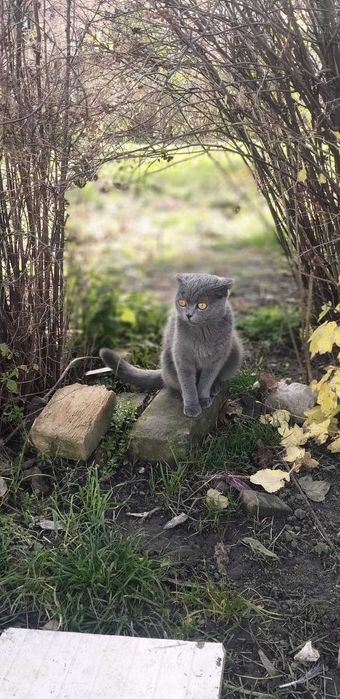 киця заберем викупим