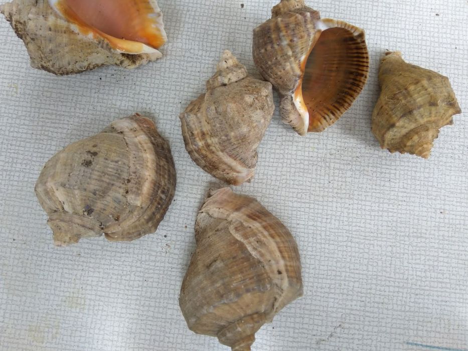 Ракушки рапана  .