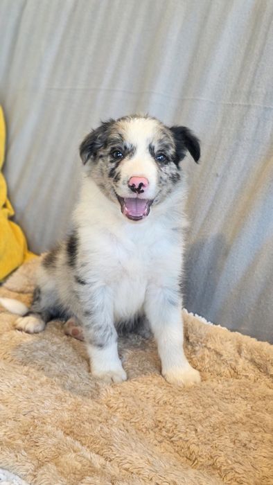 Border Collie Blue Merle Macho