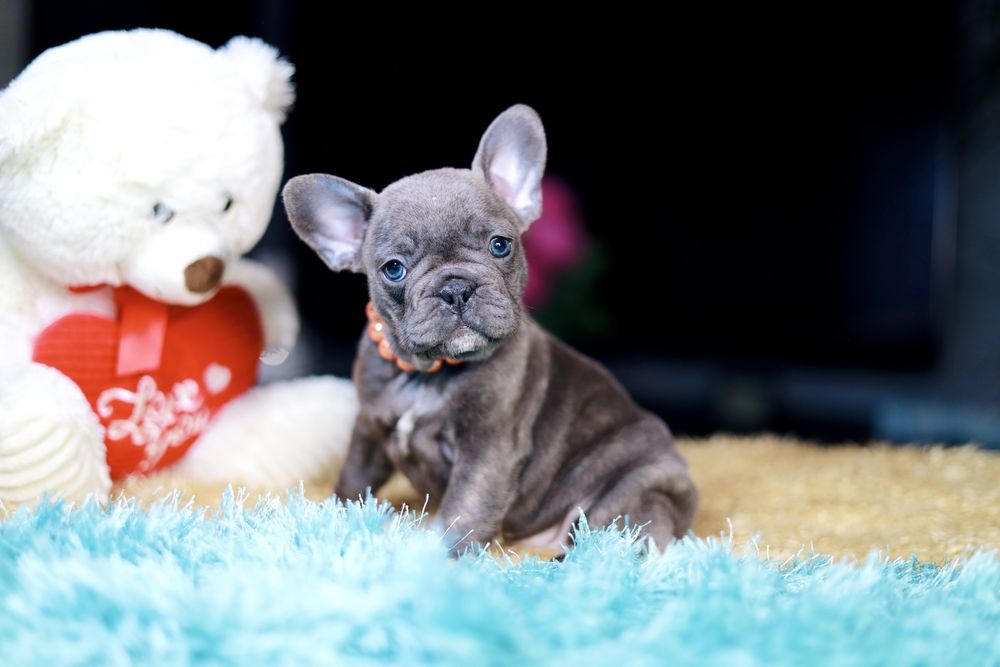 Buldog Francuski Suczka Blue