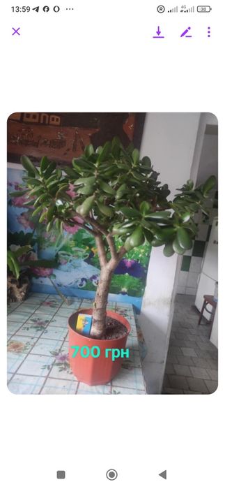 Продам квіти.ціна на фото.можливий хороший торг для реального покупця.