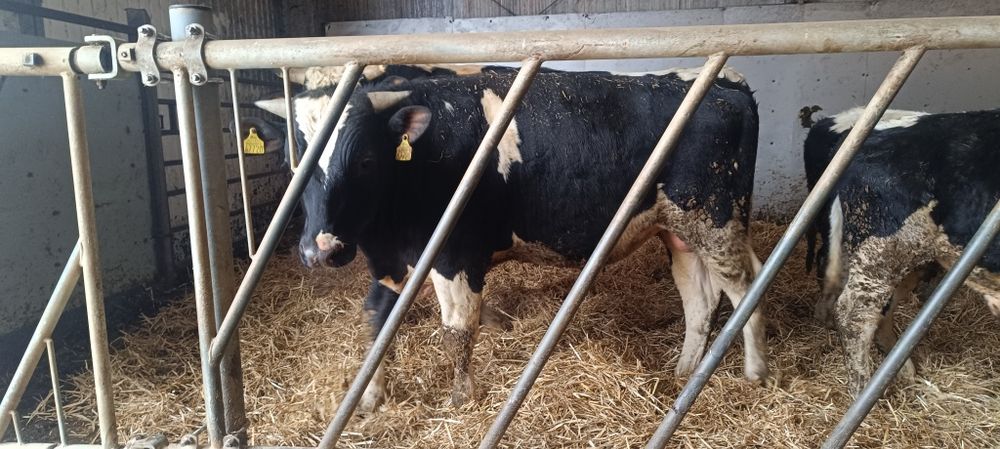 Buhaj byk rozplodnik byczek czerwony