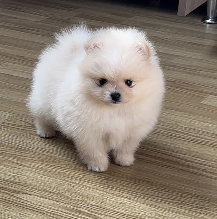 Шикарна дівчинка міні