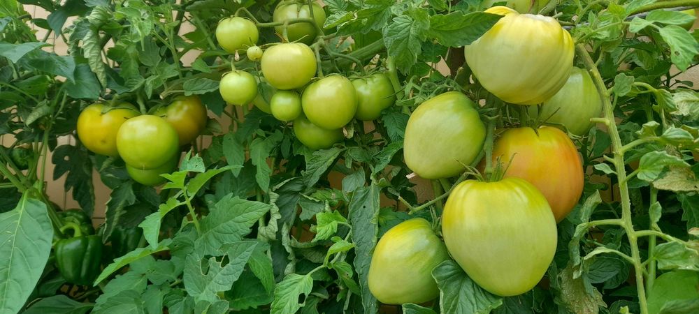 Tomate Cherry e Coração de Boi
