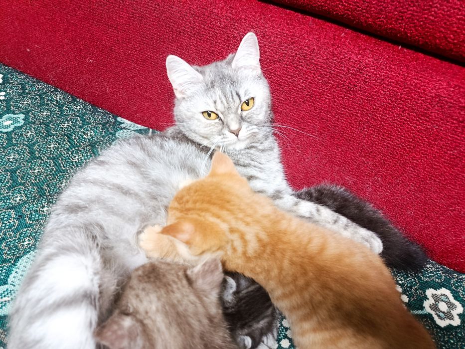 Шотландсткі кошенята