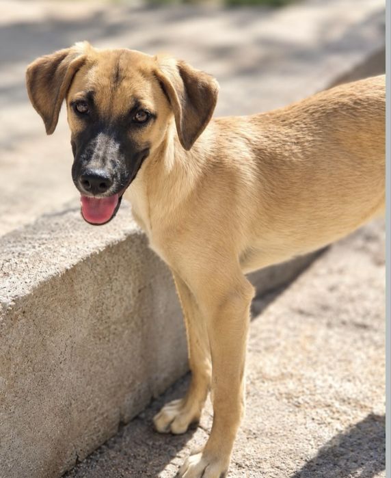 Cãozinho 4 meses para adoção responsável