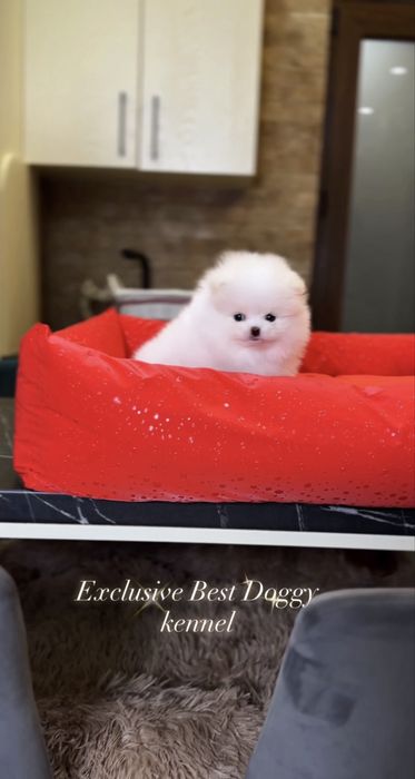 Ексклюзив цуценя! Цуценята померанські шпіци. VIP mini померанець шпіц