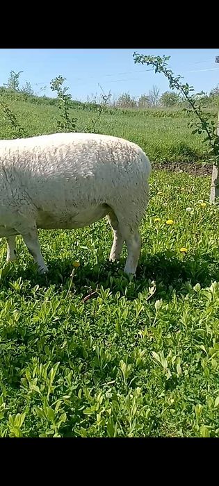 Продам вівці,кроси,дорпер