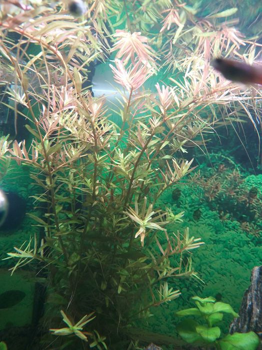 rotala rotundifolia.