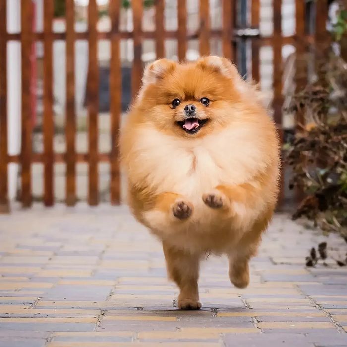 Померанские мальчики для вязок.