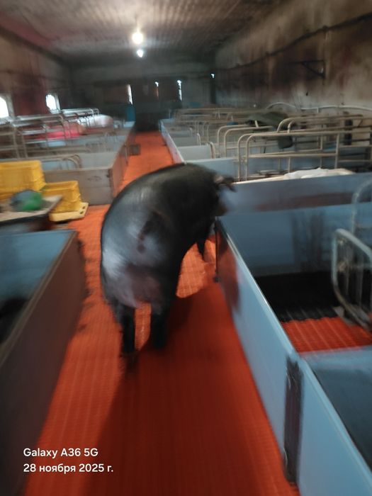 Сім'я кнура,спермодози