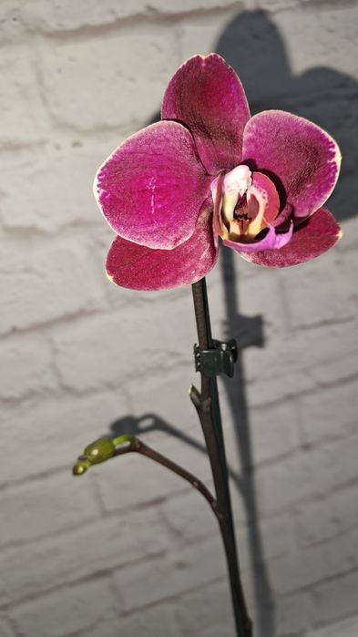 Орхідеї Квіти Сорт Дикий кіт Бамбула Бронзовий будда Пиріг Роттердам