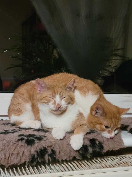 do ADOPCJI cudny rudy Placek wyjątkowy miziak i przytulak szuka domku