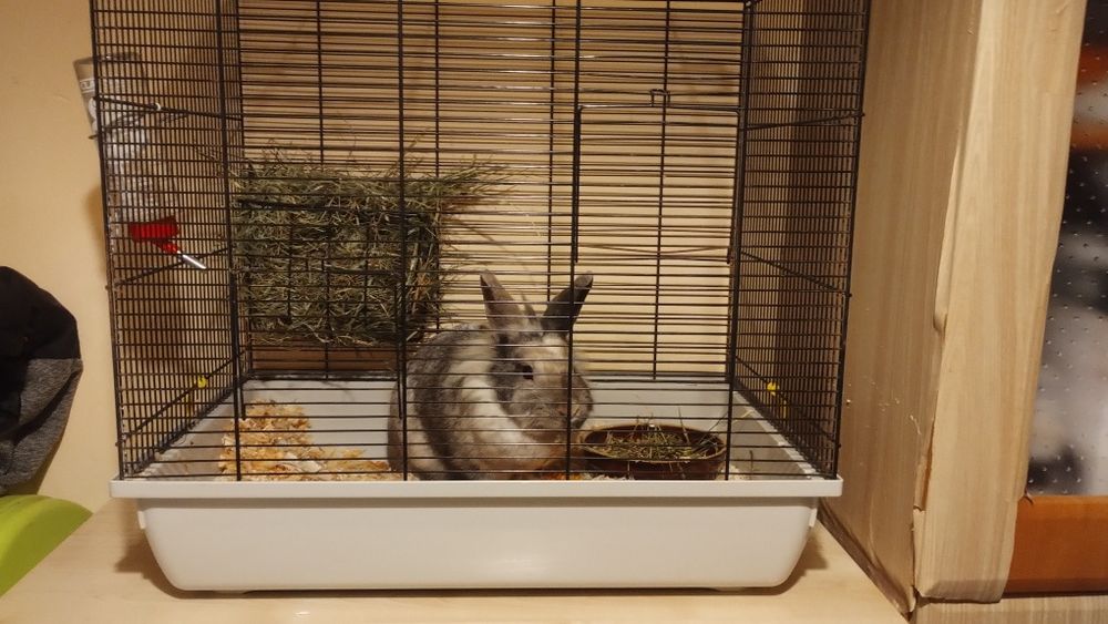 Króliczek miniaturka